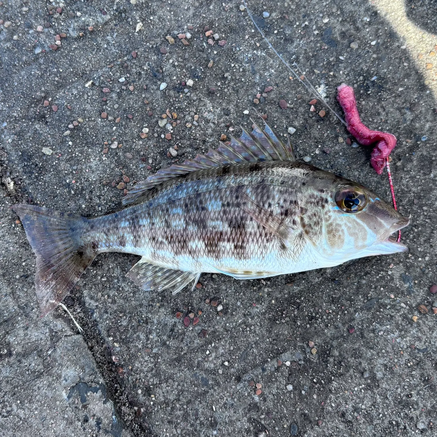 The most recent Spangled emperor catches on Fishbrain