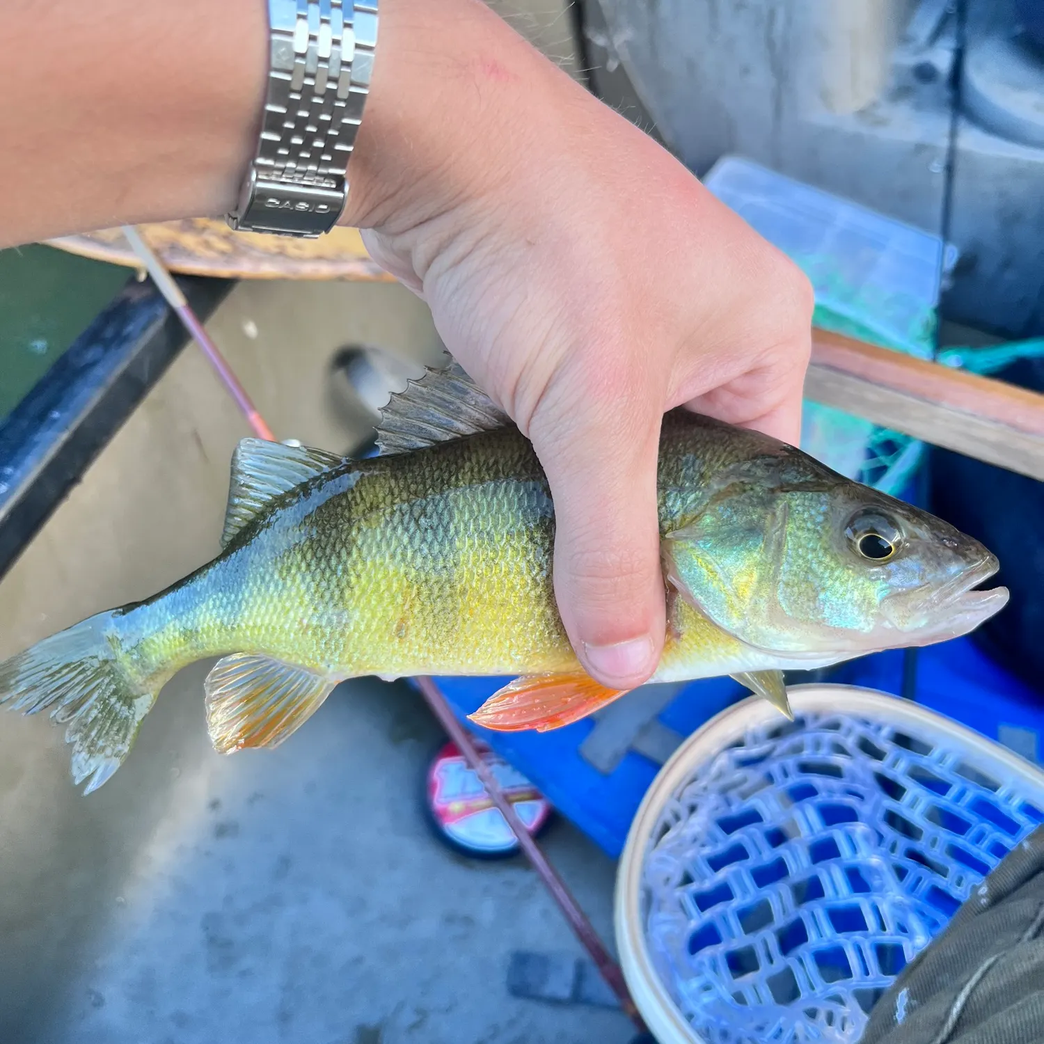 Yellow perch caught on Fishbrain