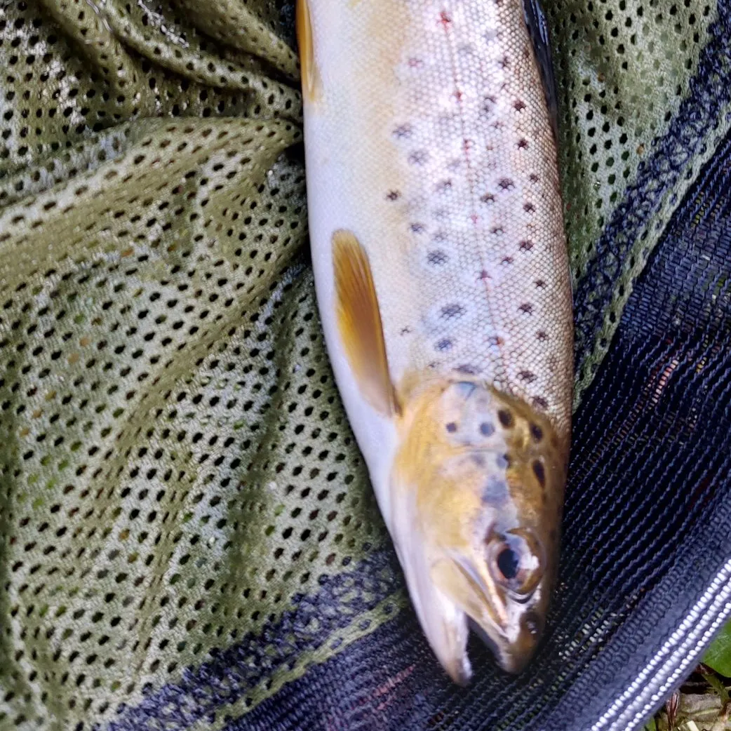Brown trout caught on Fishbrain