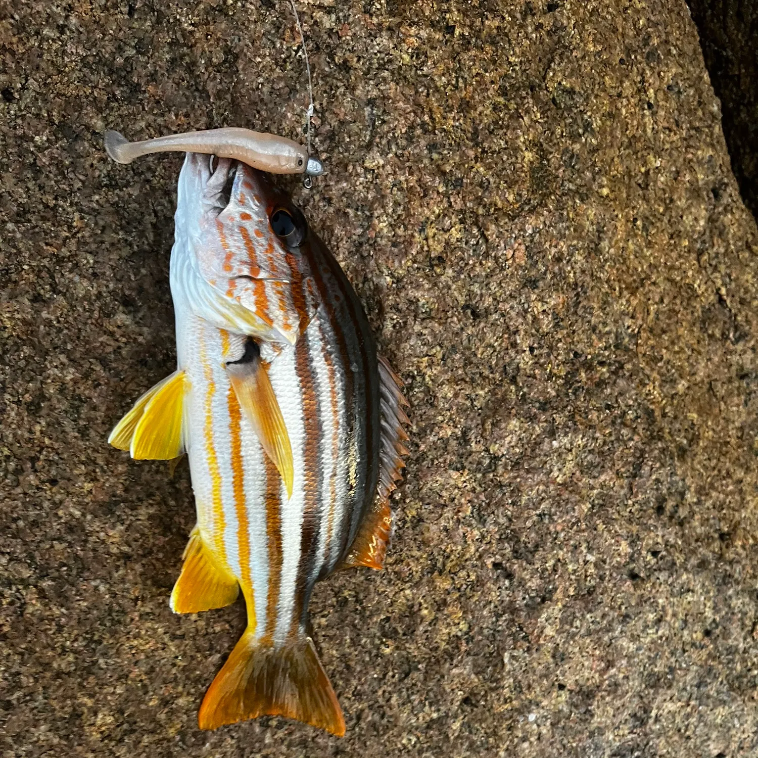 The most recent Spanish flag snapper catches on Fishbrain