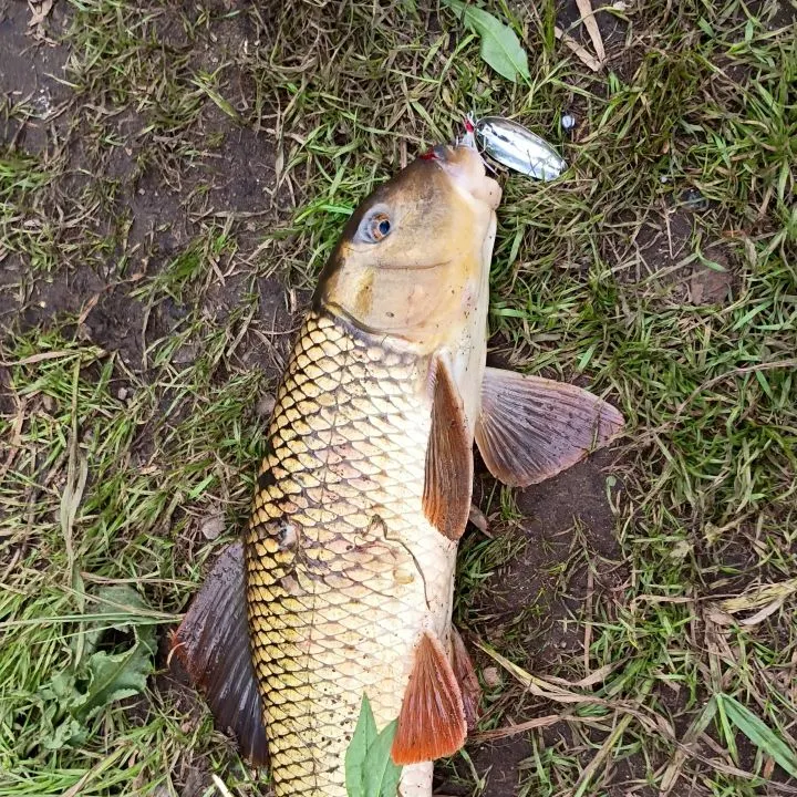 The most recent Greater redhorse catches on Fishbrain