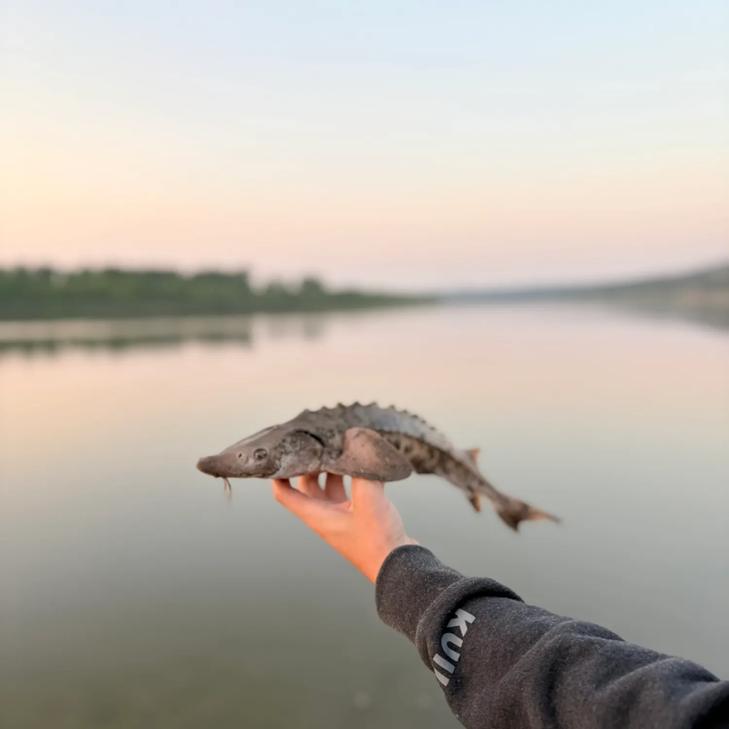 The most recent Lake sturgeon catches on Fishbrain