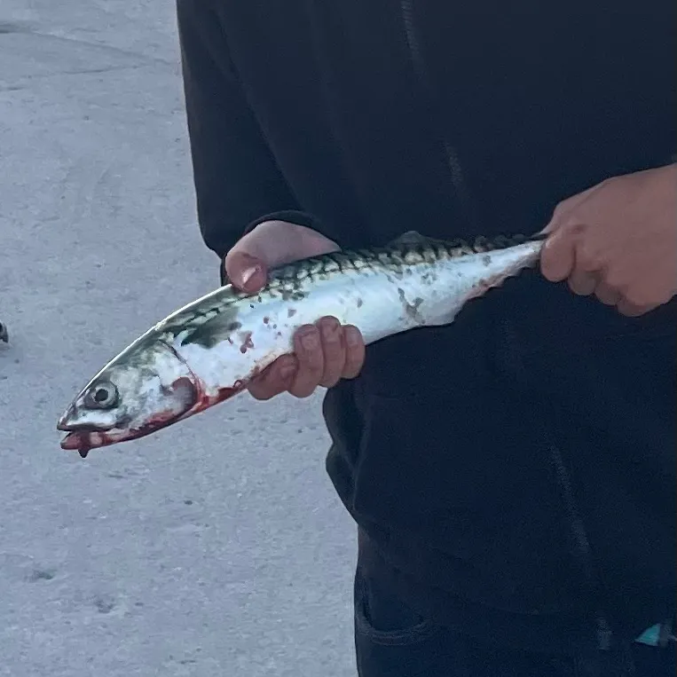 Atlantic mackerel caught on Fishbrain