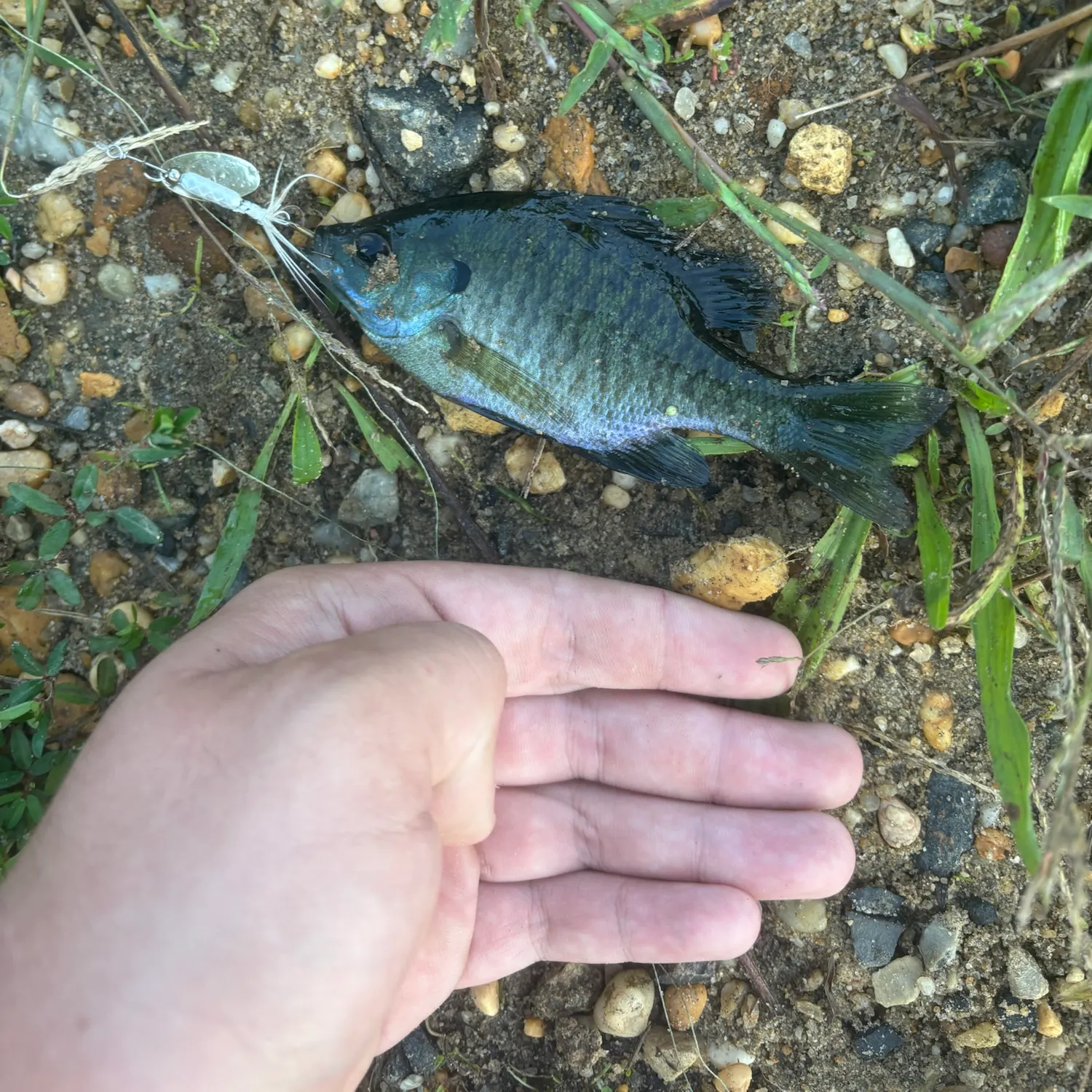 Bluegill caught on Fishbrain