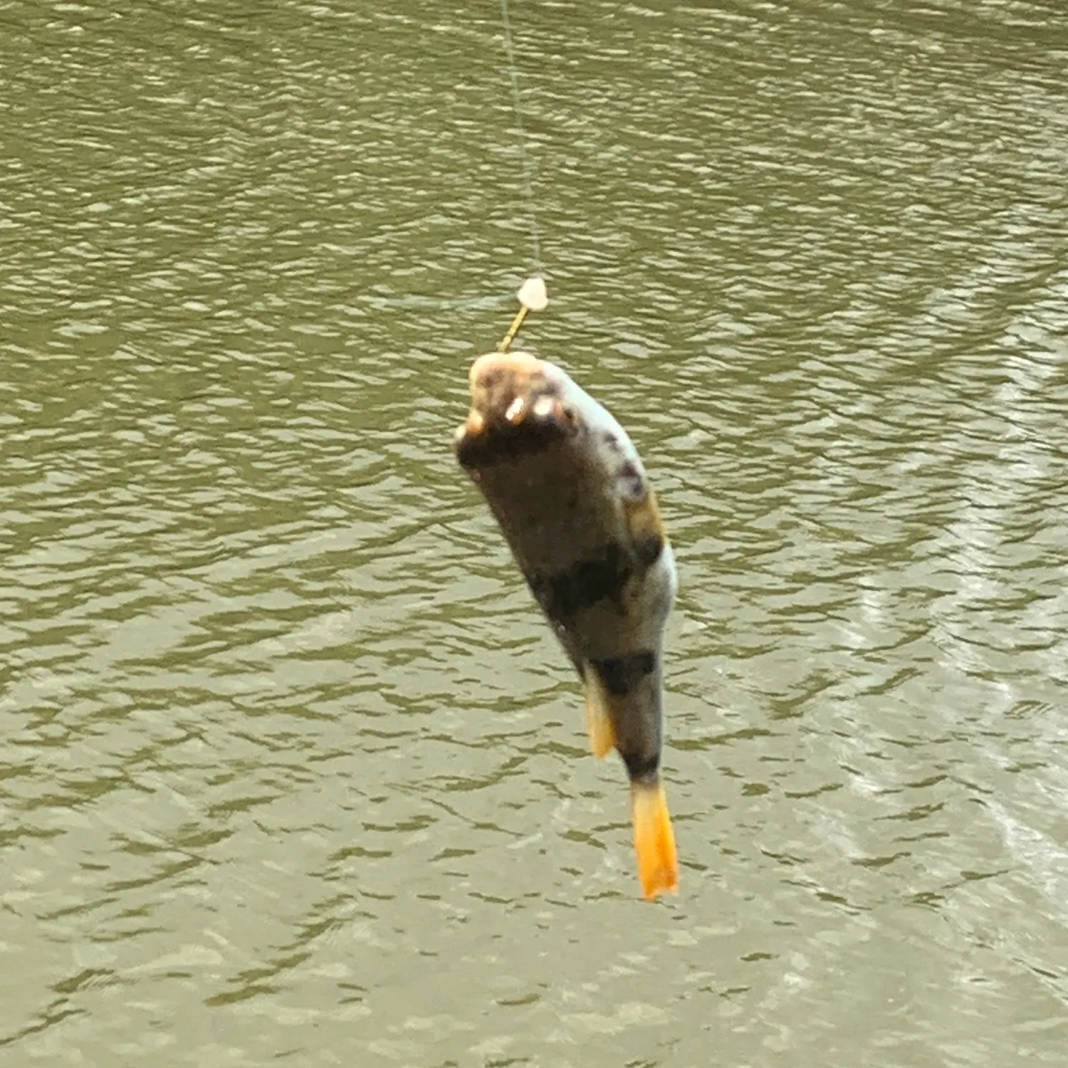 The most recent Smooth toadfish catches on Fishbrain