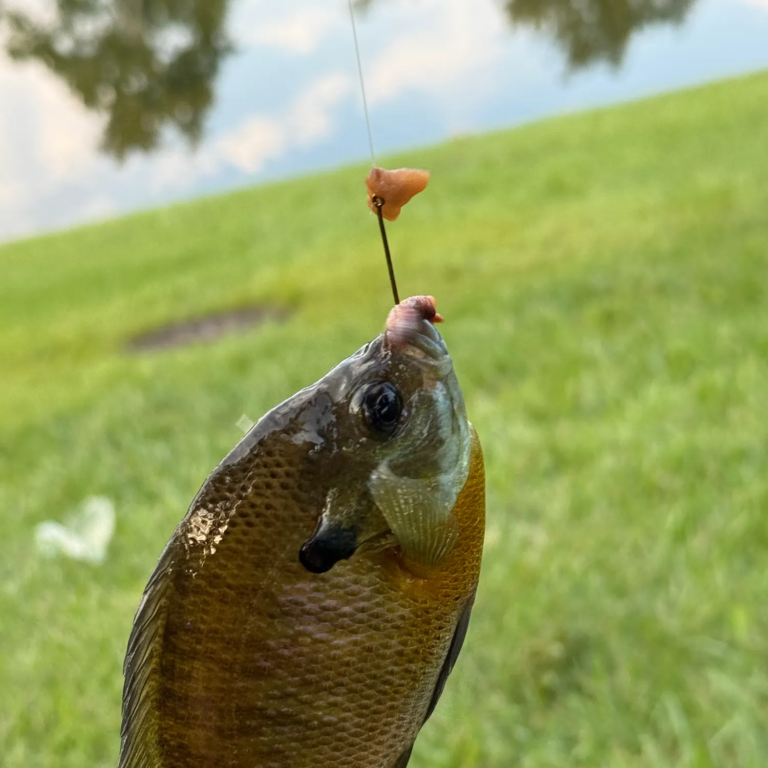 Fish caught on Fishbrain