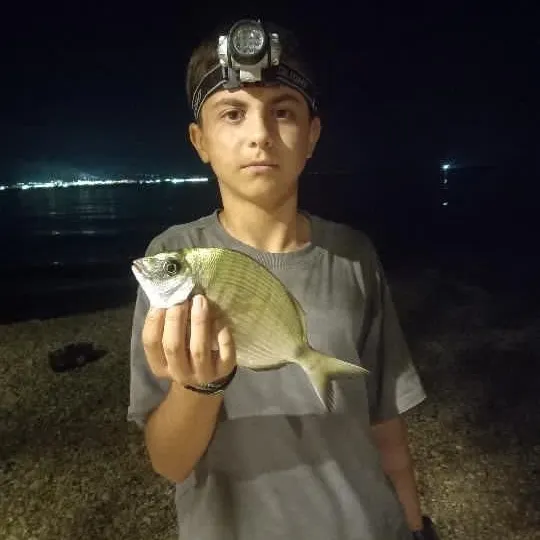 White seabream caught on Fishbrain