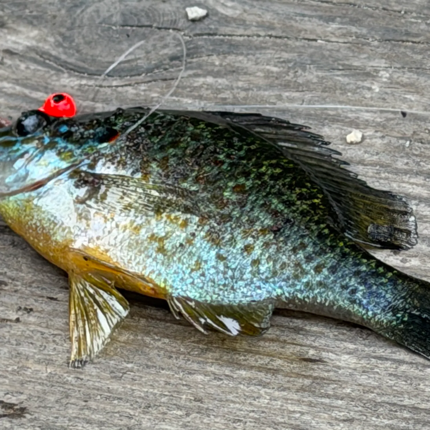 Pumpkinseed caught on Fishbrain