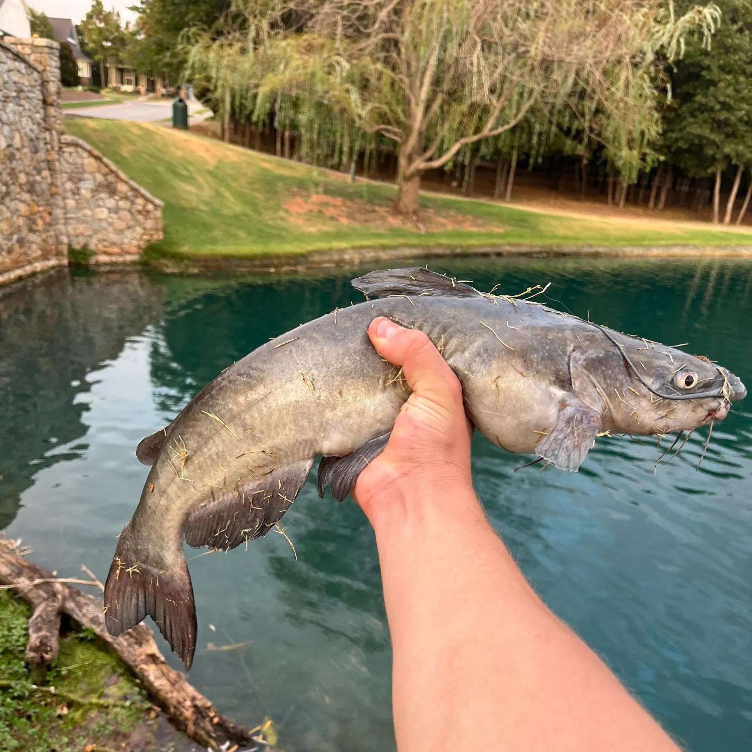 Channel catfish caught on Fishbrain