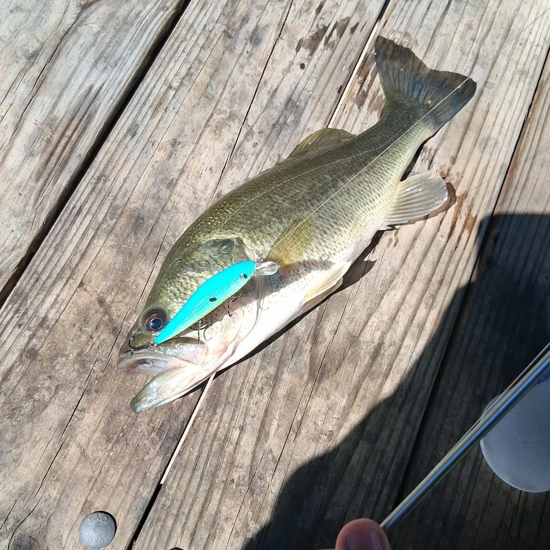 Largemouth bass caught on Fishbrain