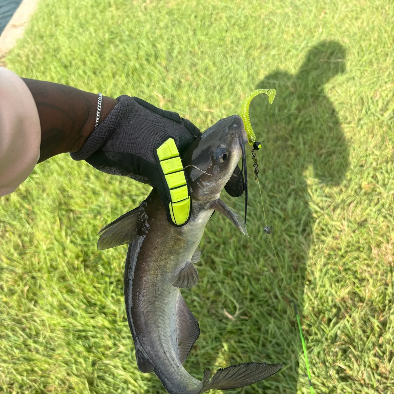 Channel catfish caught on Fishbrain