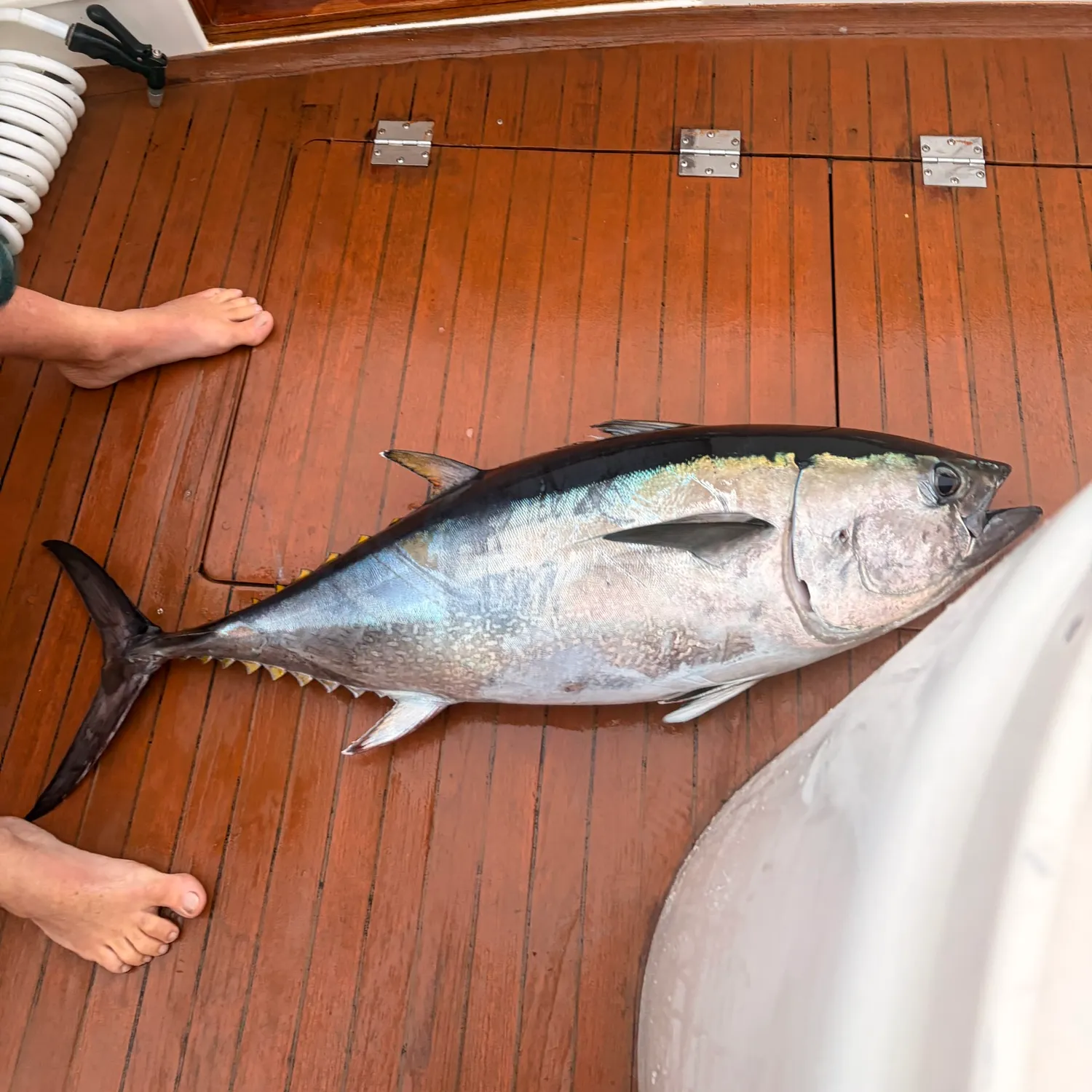 The most recent Pacific bluefin tuna catches on Fishbrain