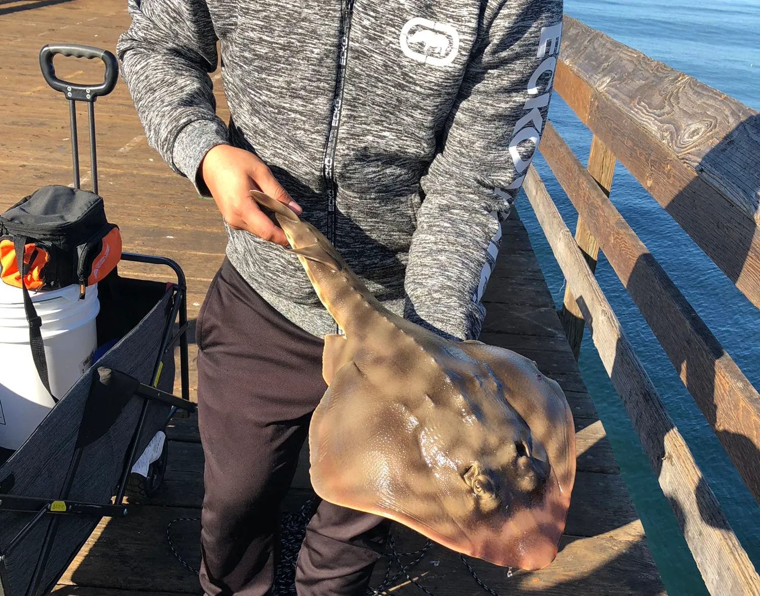 Pacific shovelnose guitarfish