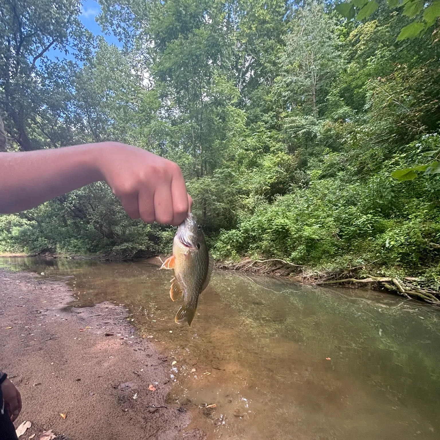 The most recent Green sunfish catches on Fishbrain