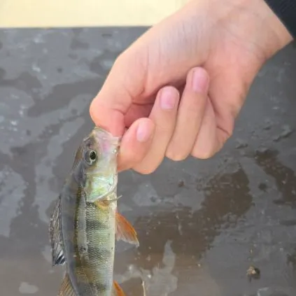 European perch caught on Fishbrain