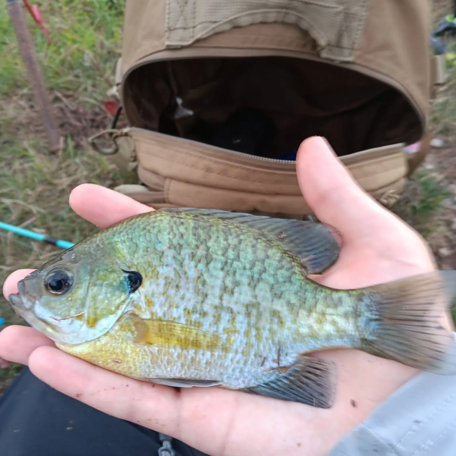 Bluegill caught on Fishbrain