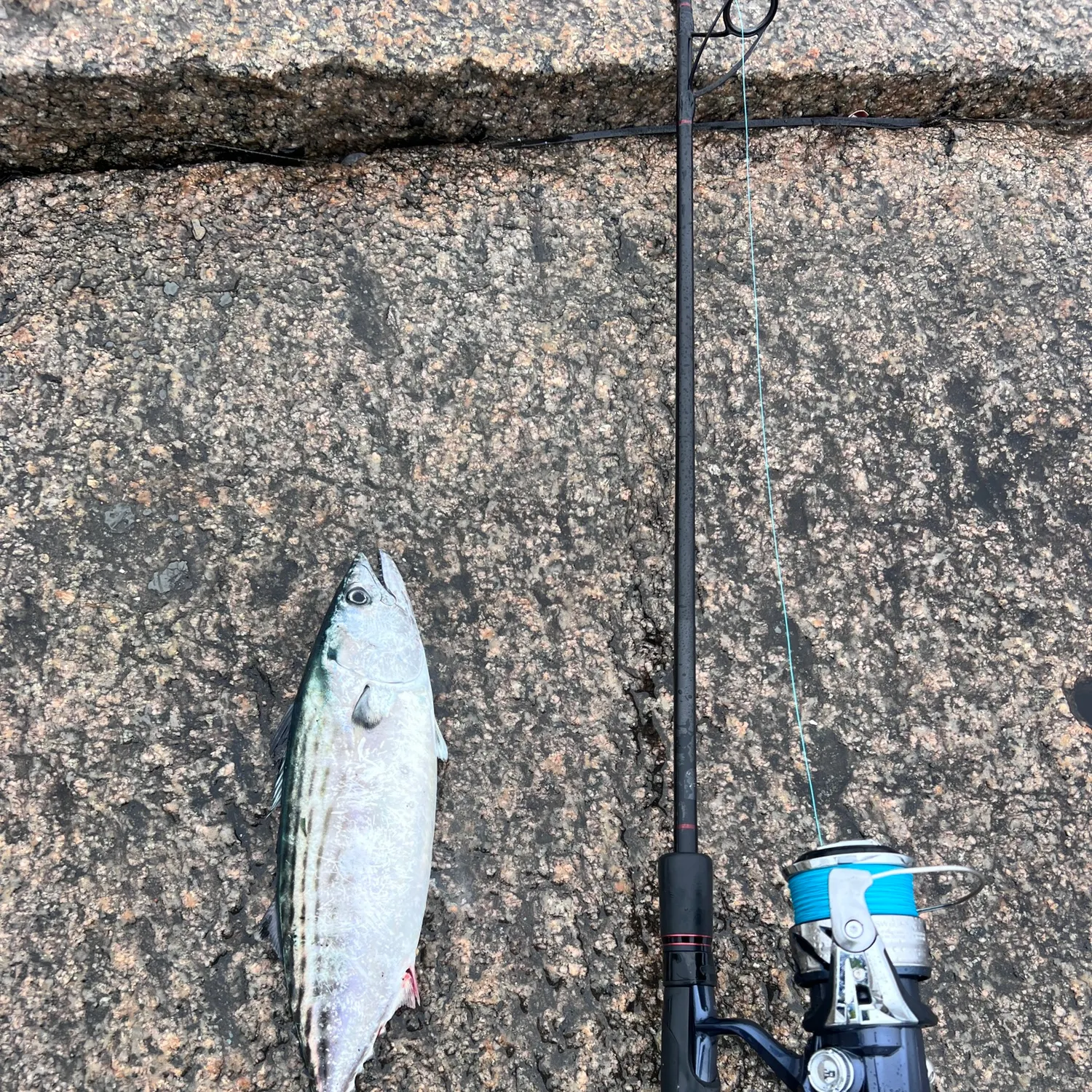 The most recent Atlantic bonito catches on Fishbrain