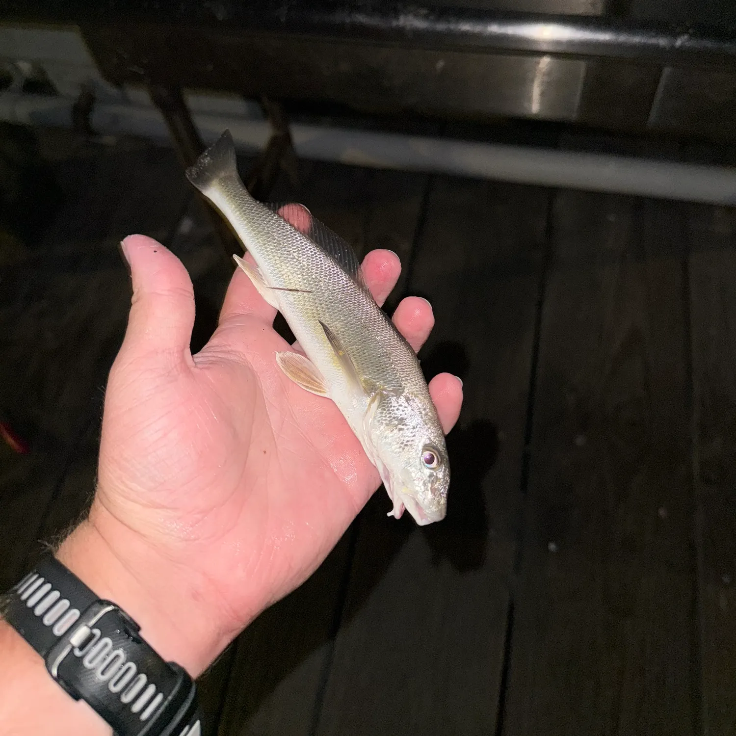 The most recent California corbina catches on Fishbrain