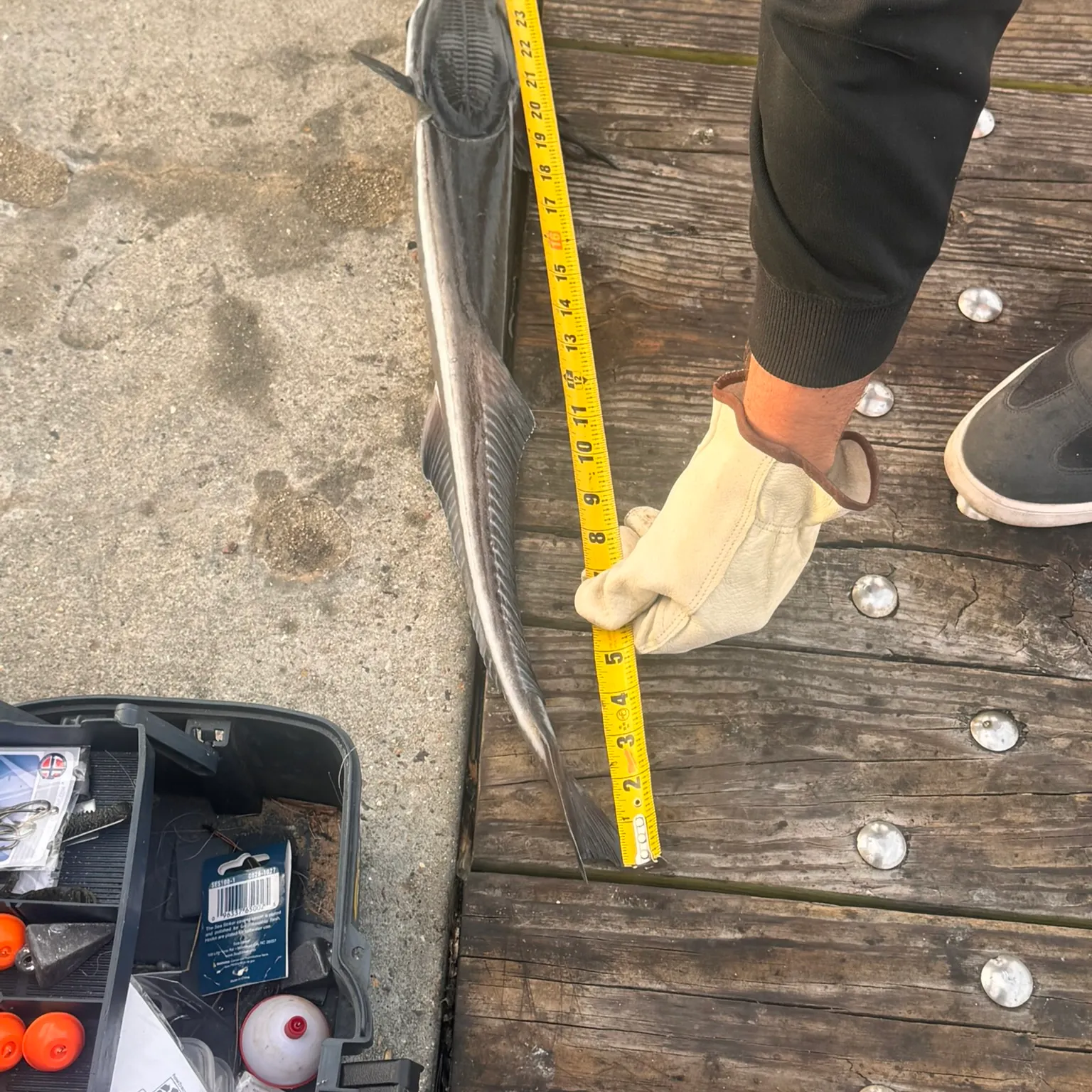 The most recent Live sharksucker catches on Fishbrain