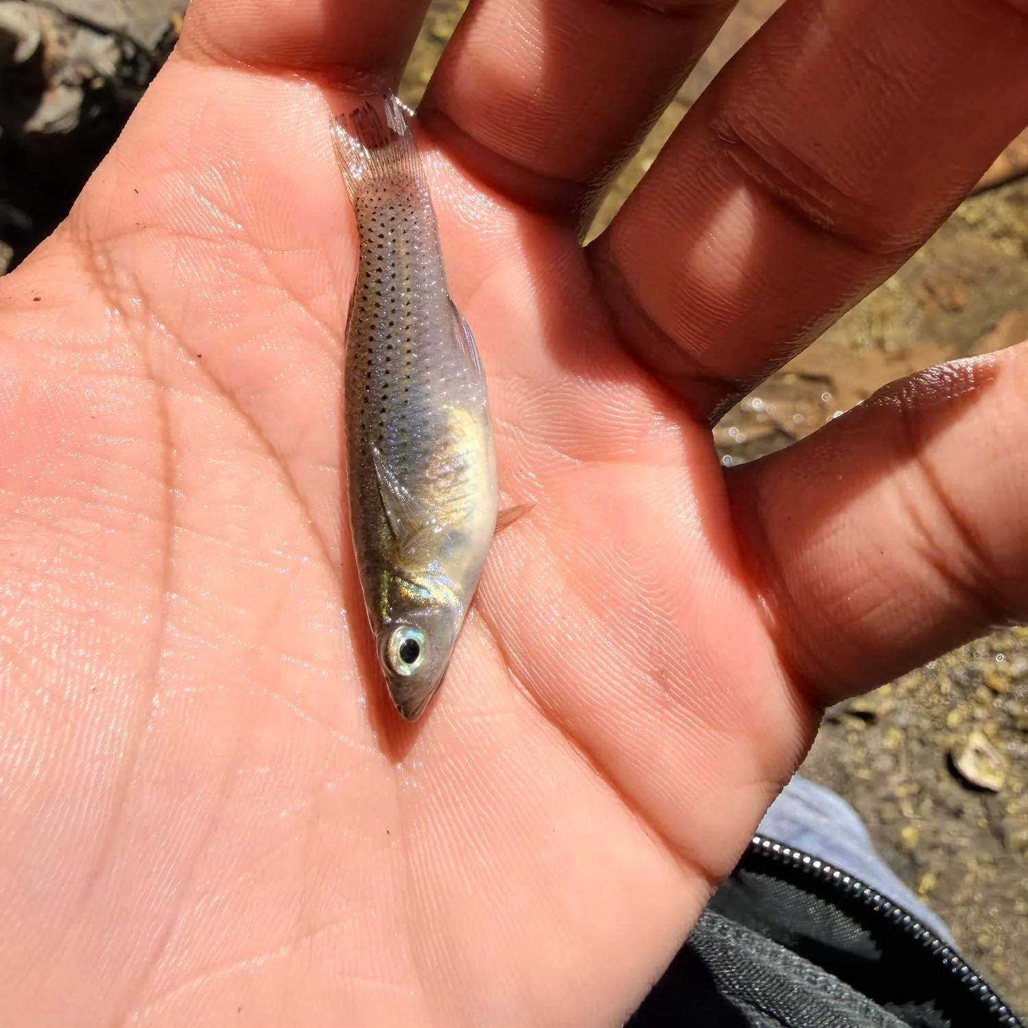 The most recent Shortfin molly catches on Fishbrain