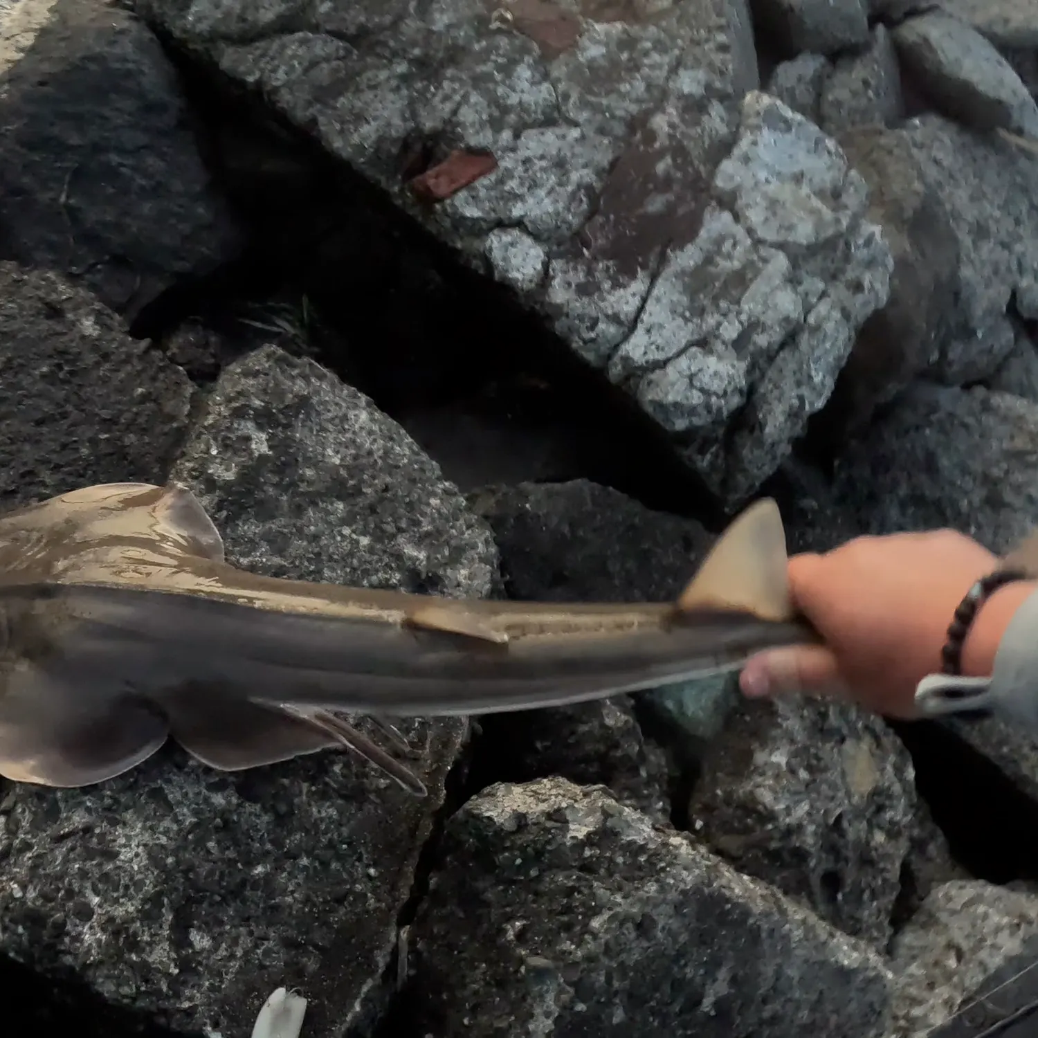 most liked catch image
