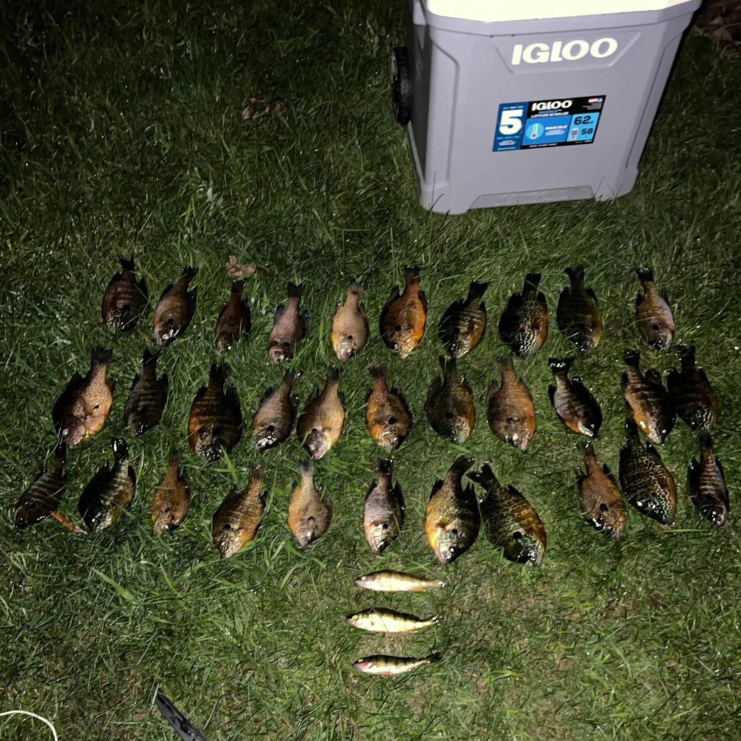 recently logged catches