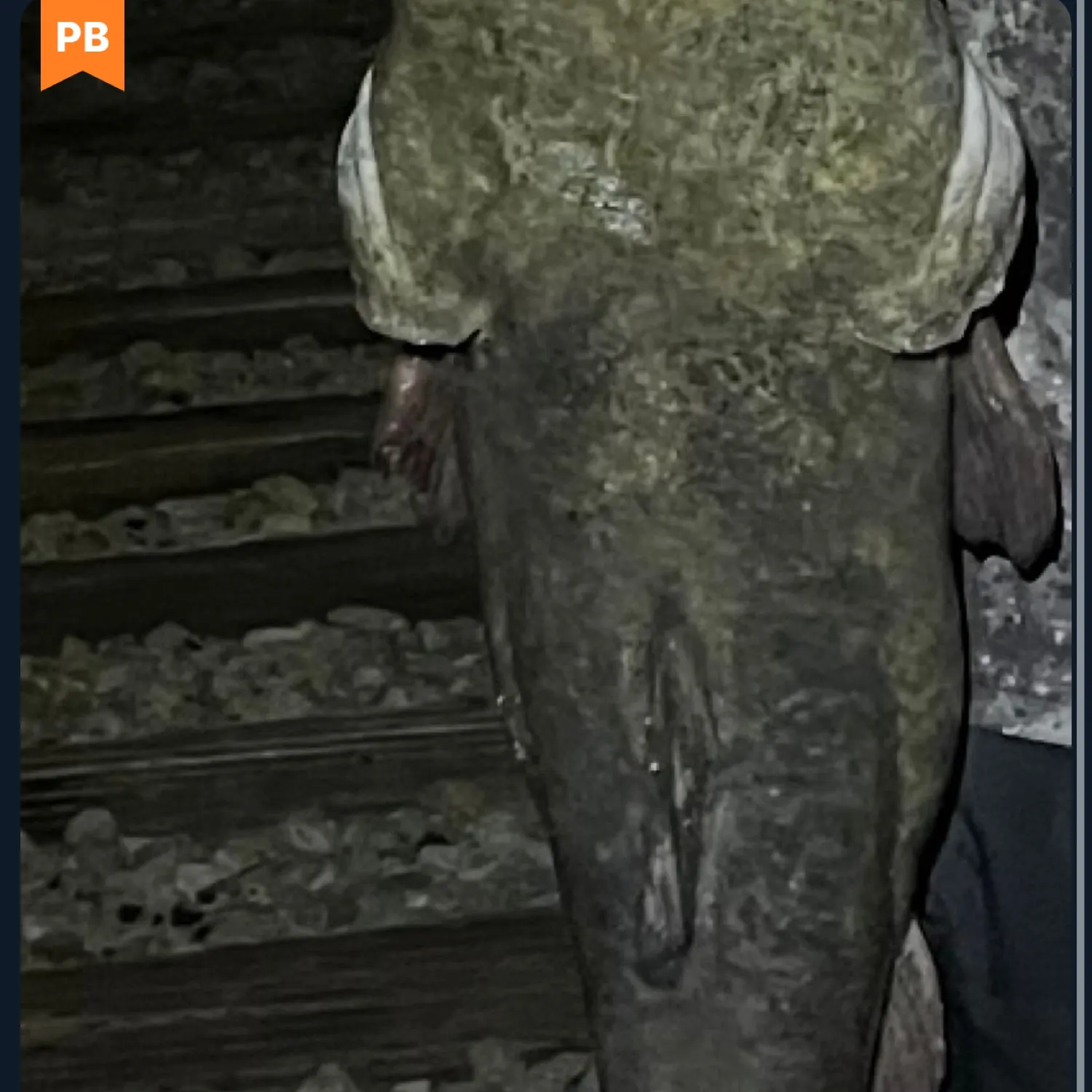 The most recent Longfin mako shark catches on Fishbrain