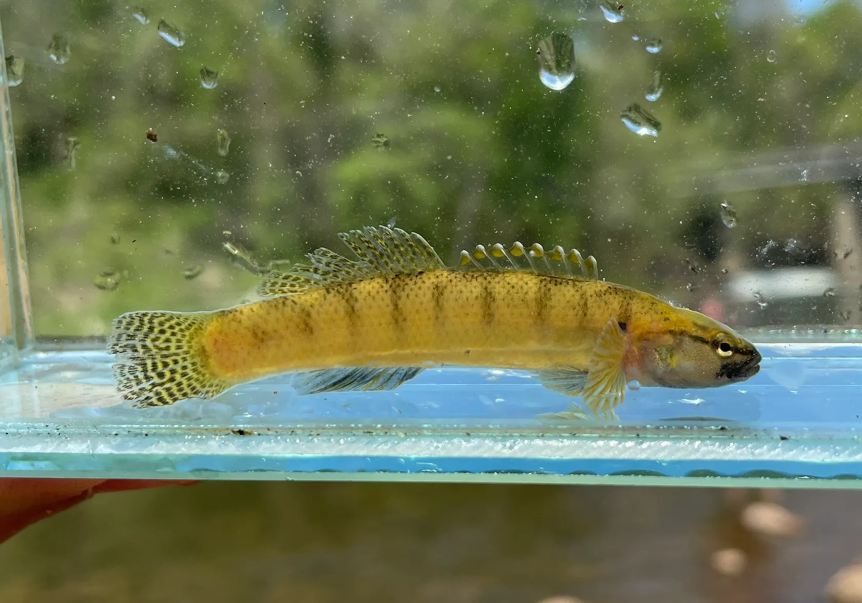 Fantail darter