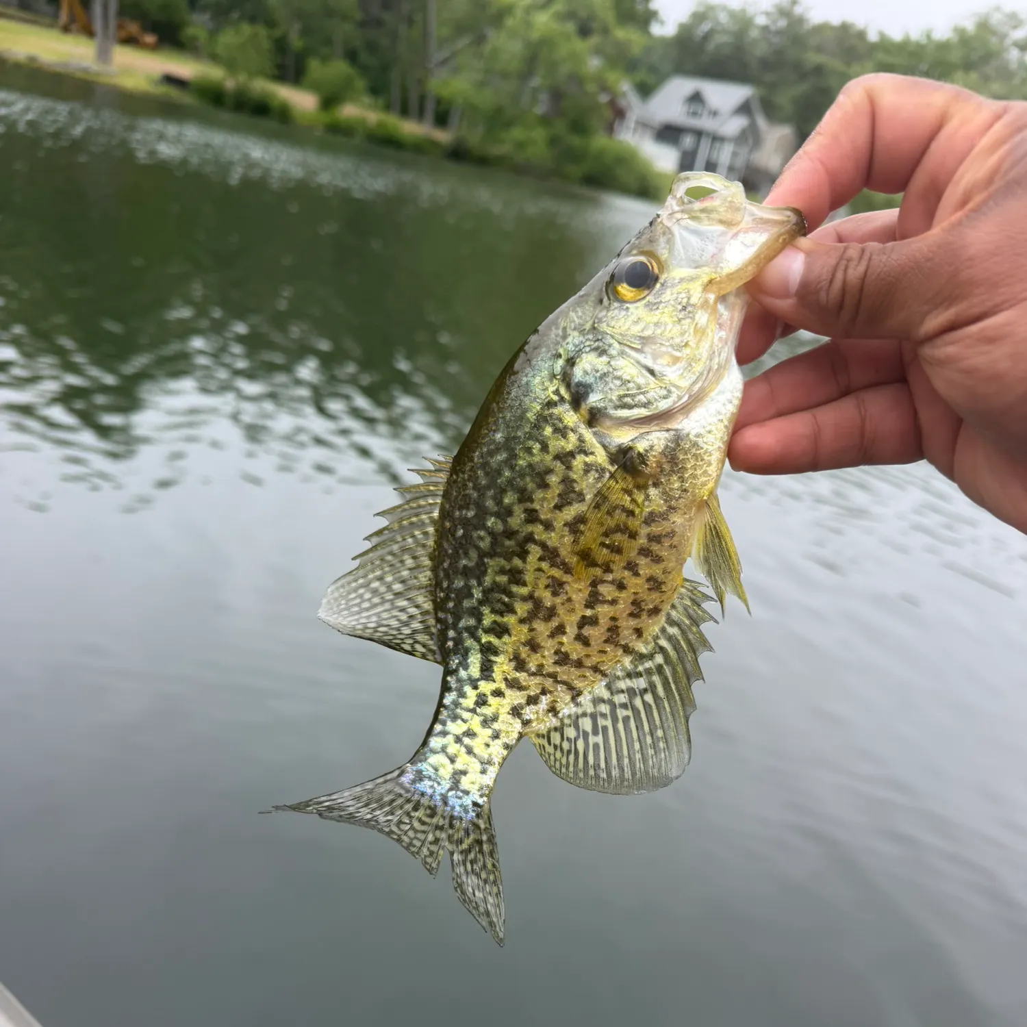 The most recent Black crappie catches on Fishbrain