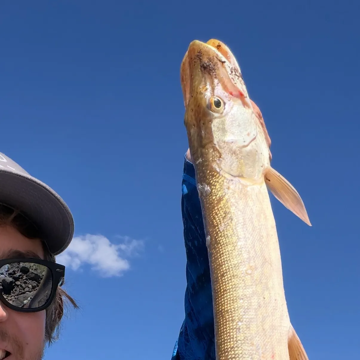 Northern pike caught on Fishbrain