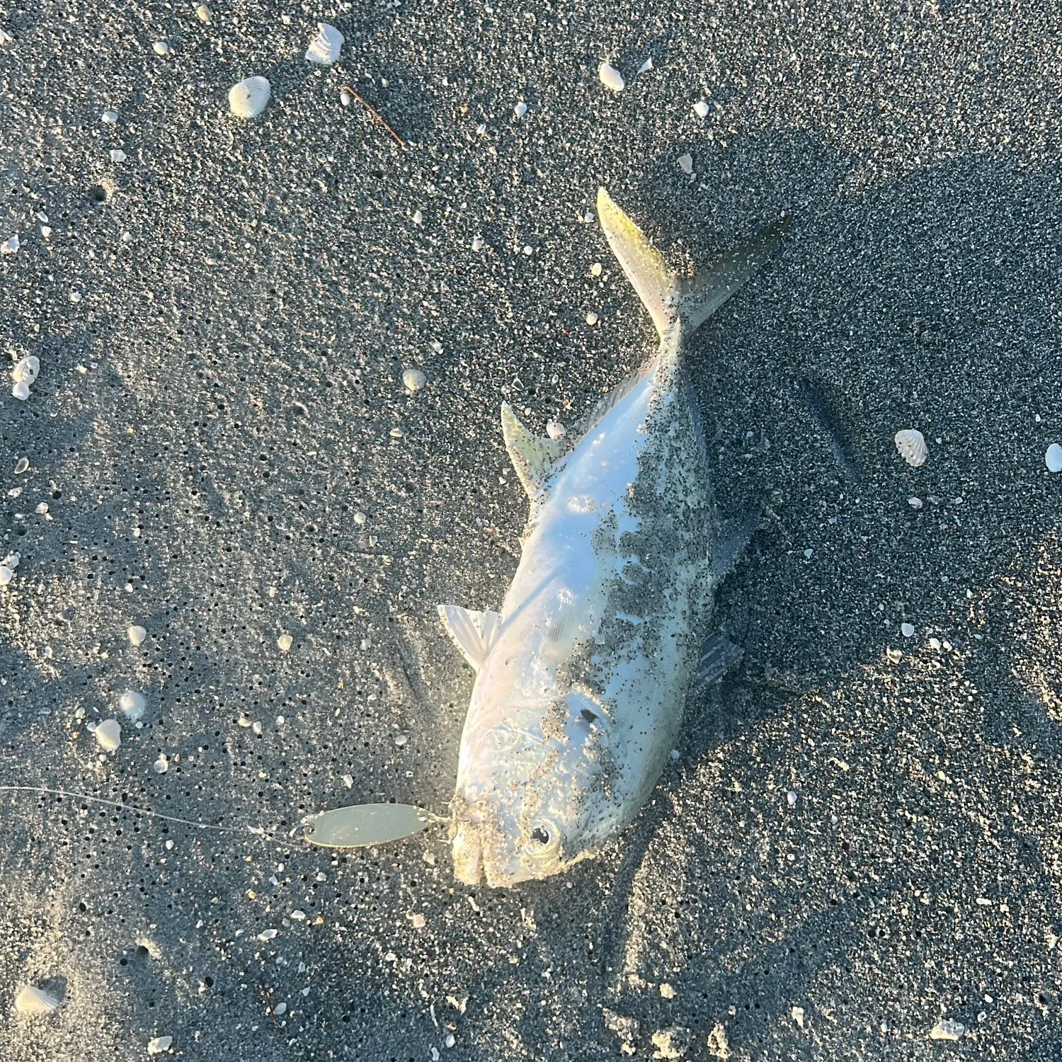 The most recent Crevalle jack catches on Fishbrain