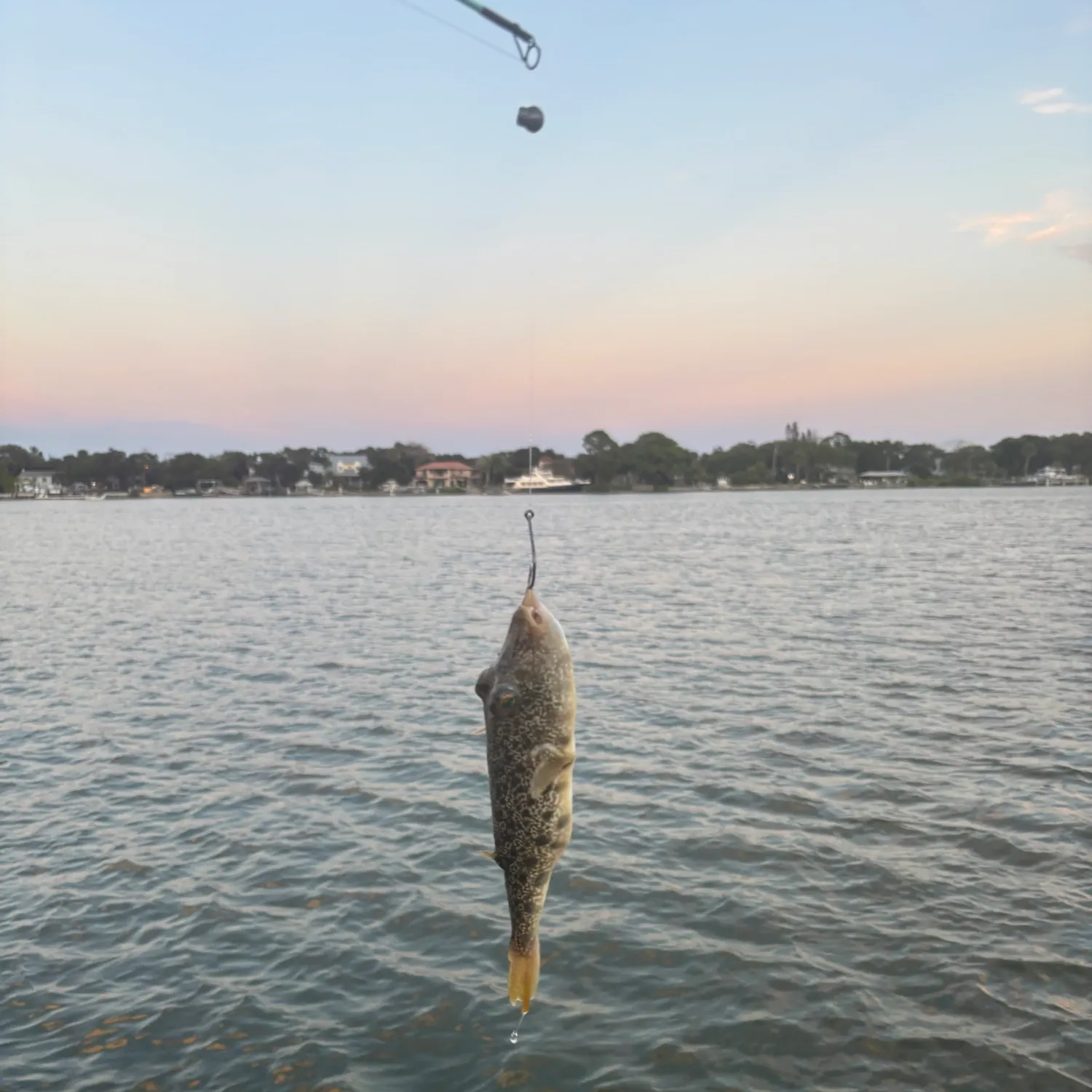Southern puffer caught on Fishbrain