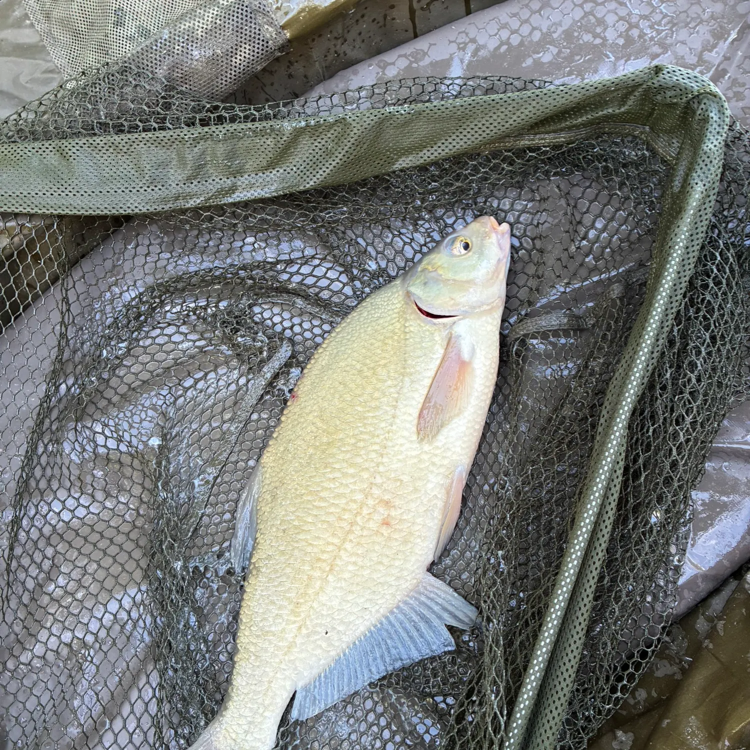 Common bream caught on Fishbrain