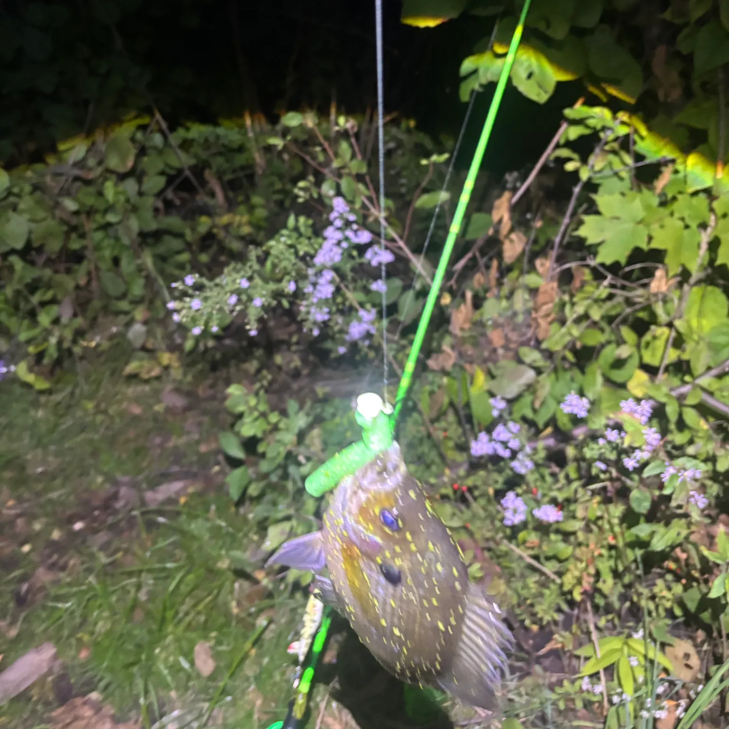 Bluegill caught on Fishbrain