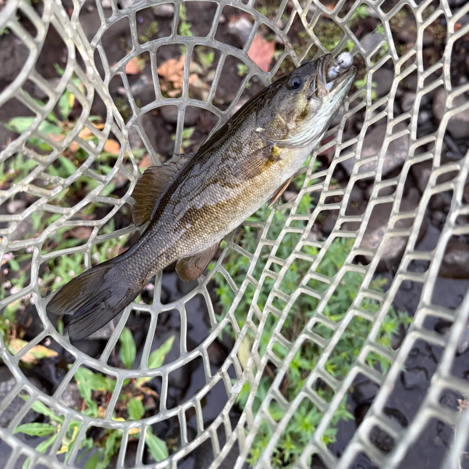 Smallmouth bass caught on Fishbrain
