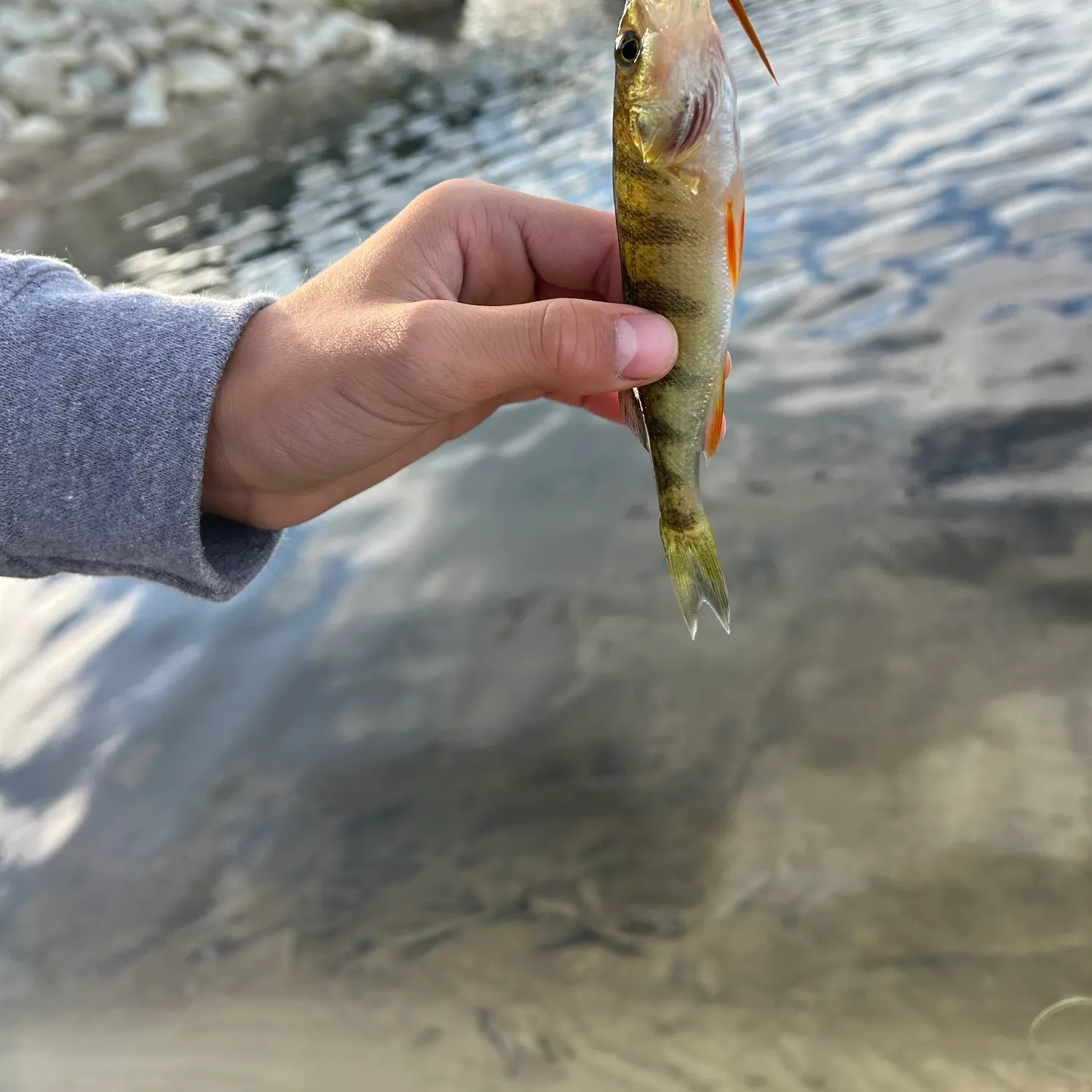 Yellow perch caught on Fishbrain
