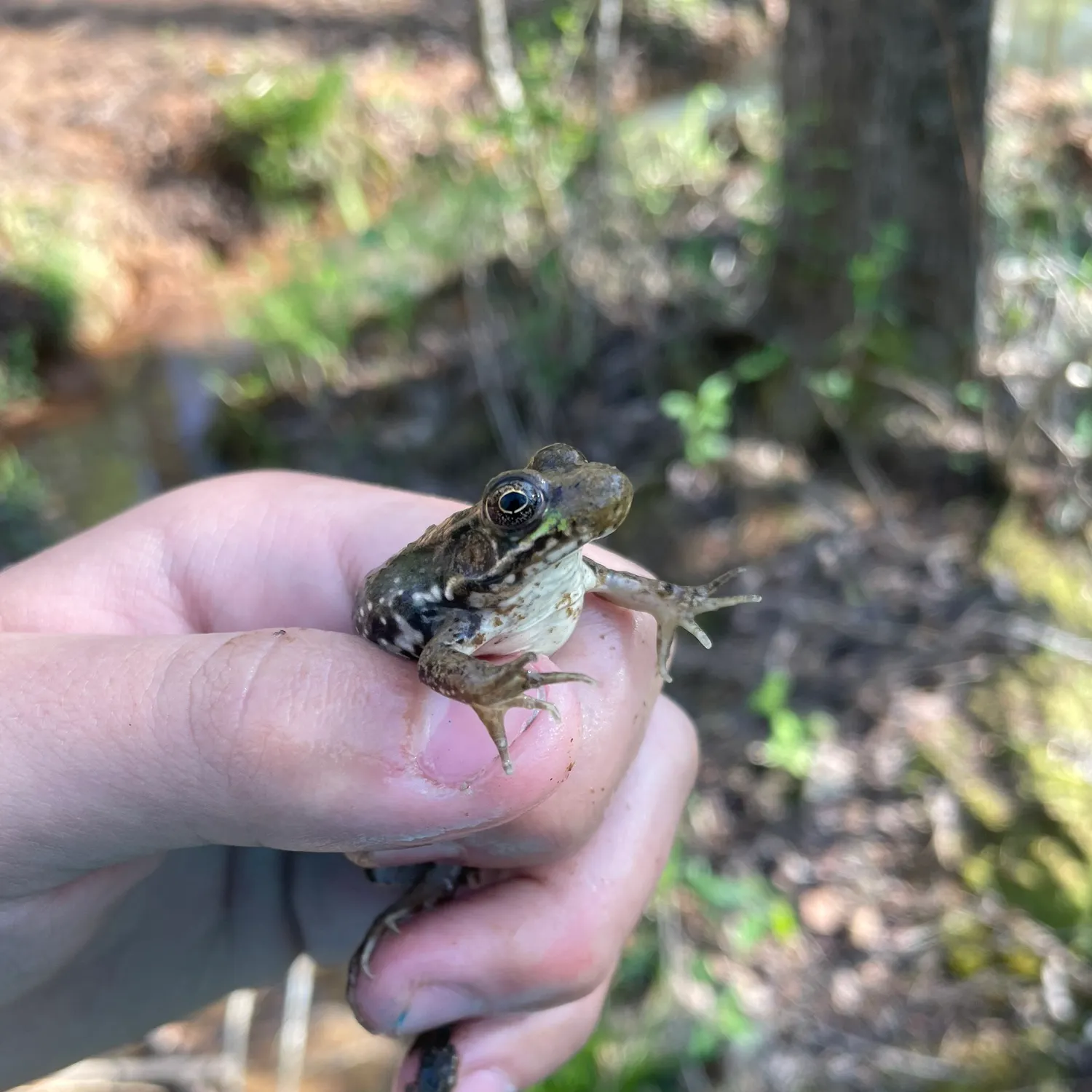The most recent Pickerel frog catches on Fishbrain