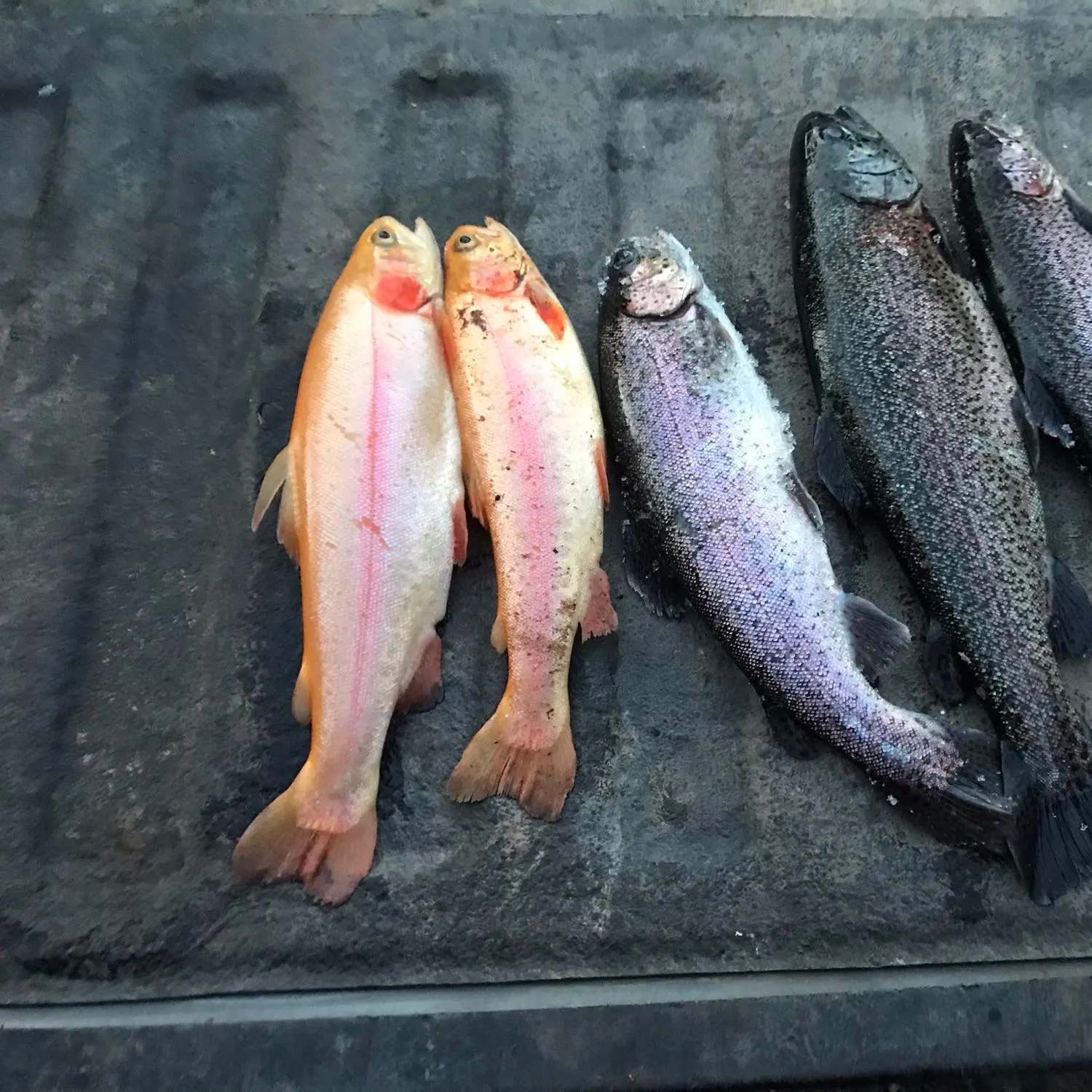 recently logged catches