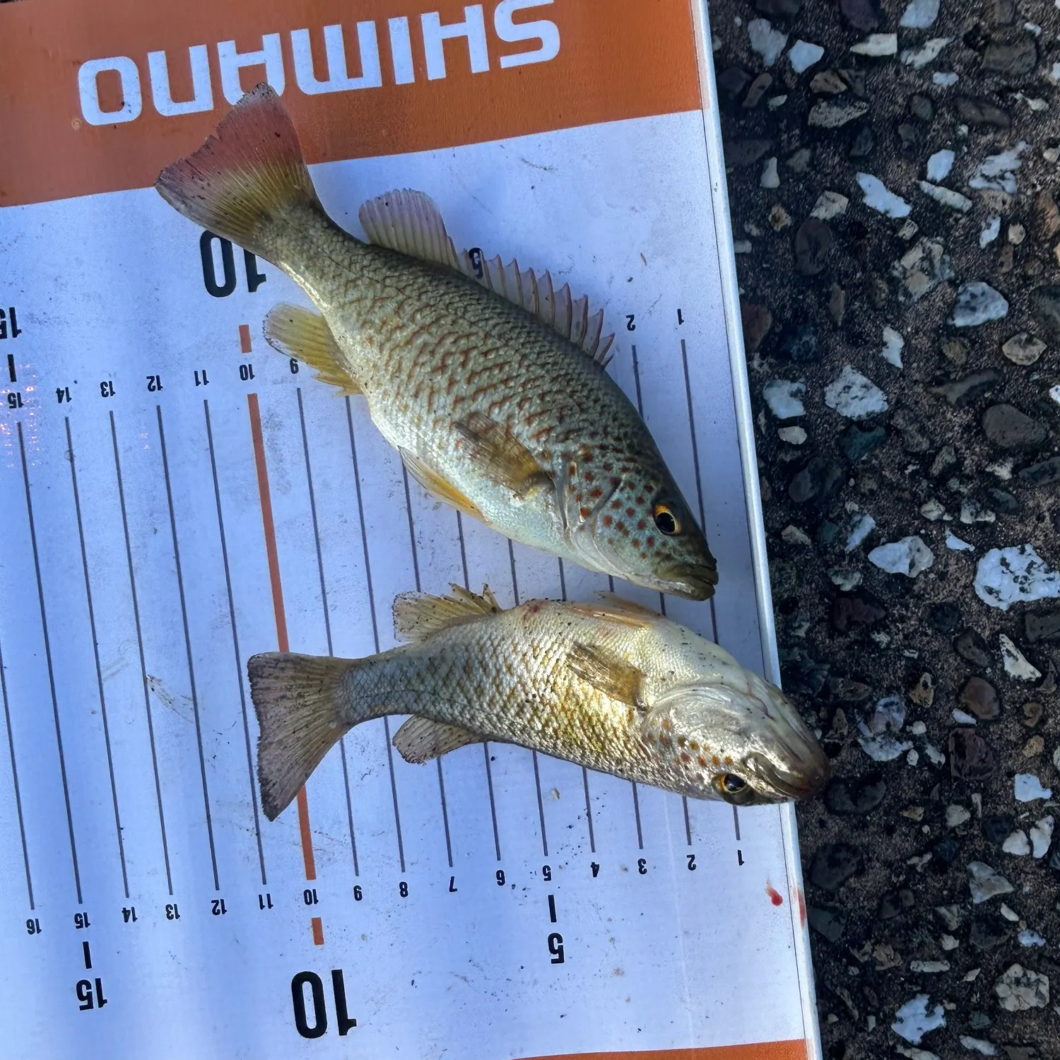 Spangled perch caught on Fishbrain
