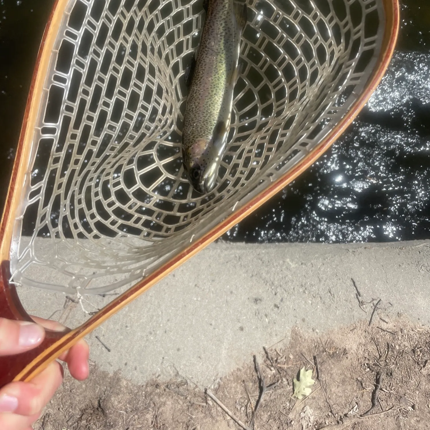 Rainbow trout caught on Fishbrain