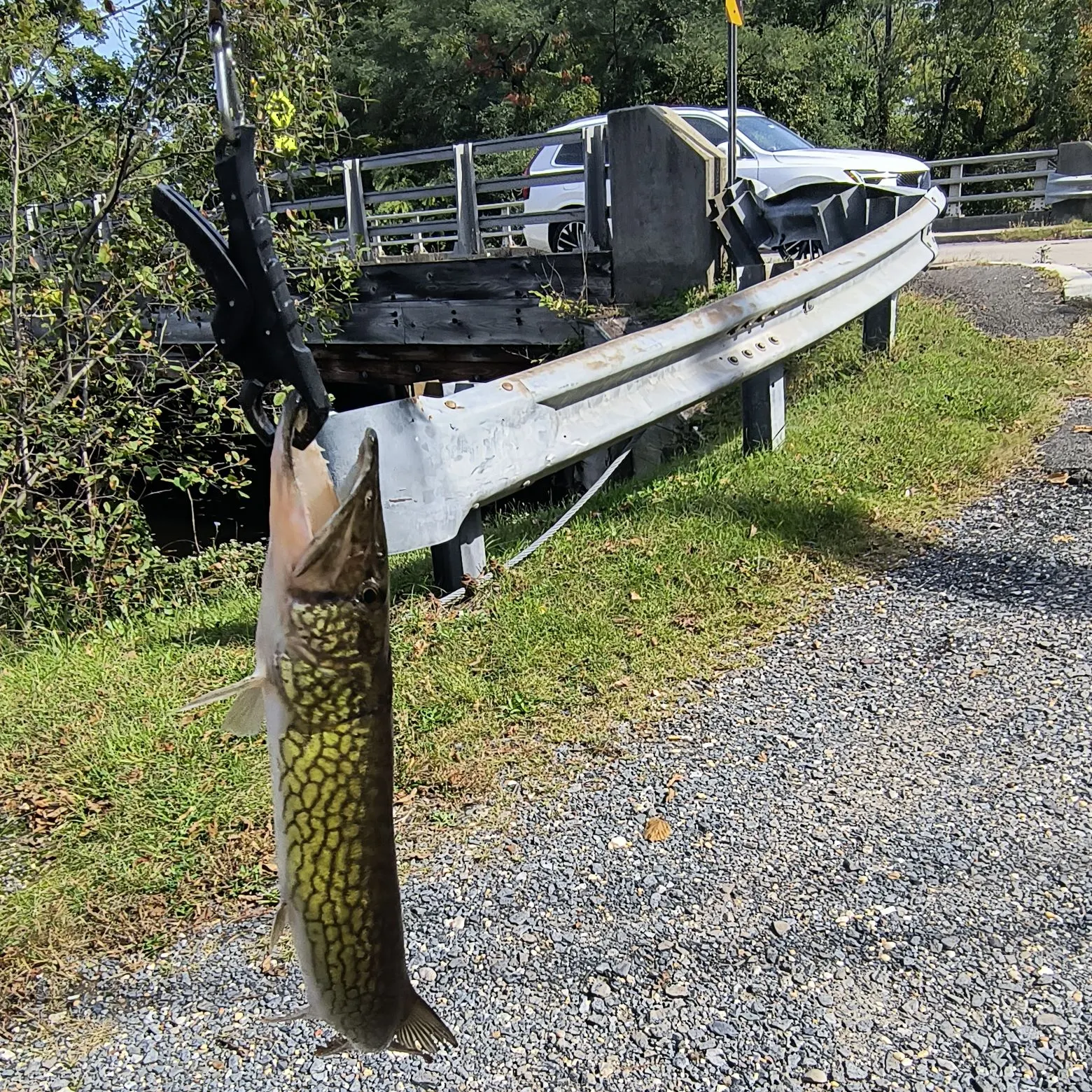 Chain pickerel caught on Fishbrain