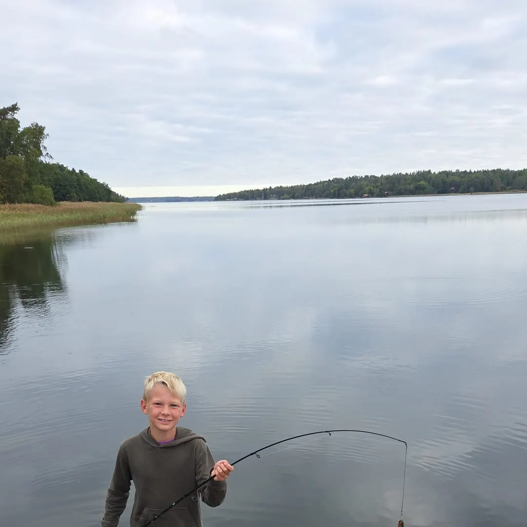 European perch caught on Fishbrain