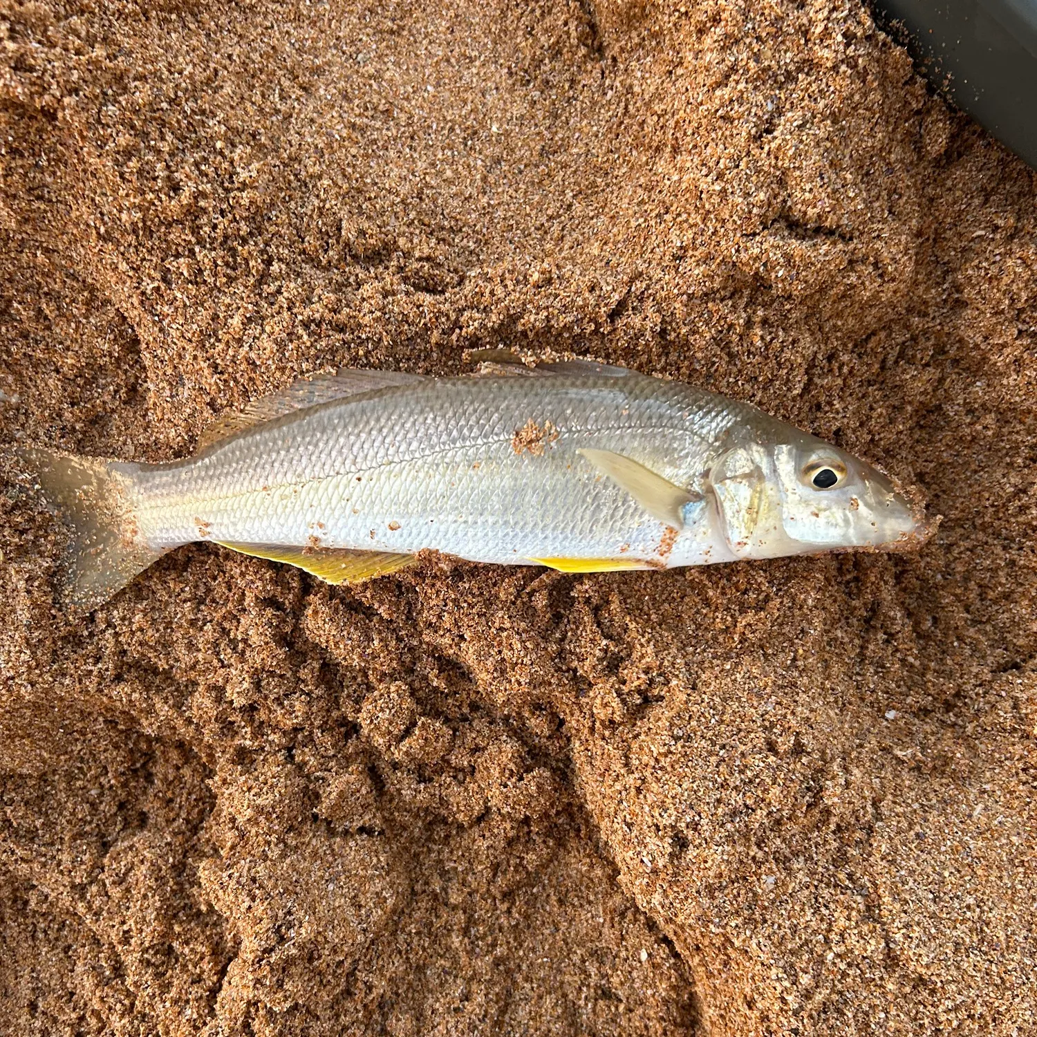 The most recent Sand sillago catches on Fishbrain