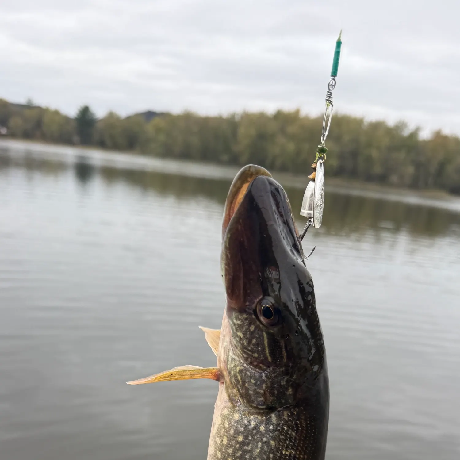 Northern pike caught on Fishbrain