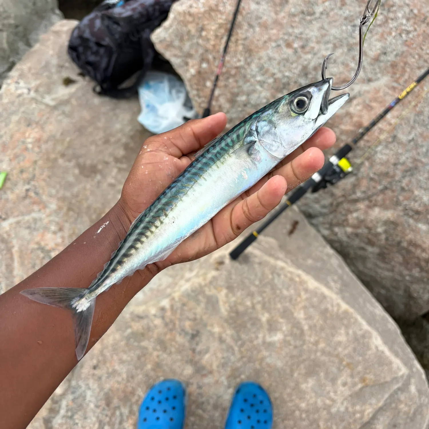 Atlantic mackerel caught on Fishbrain