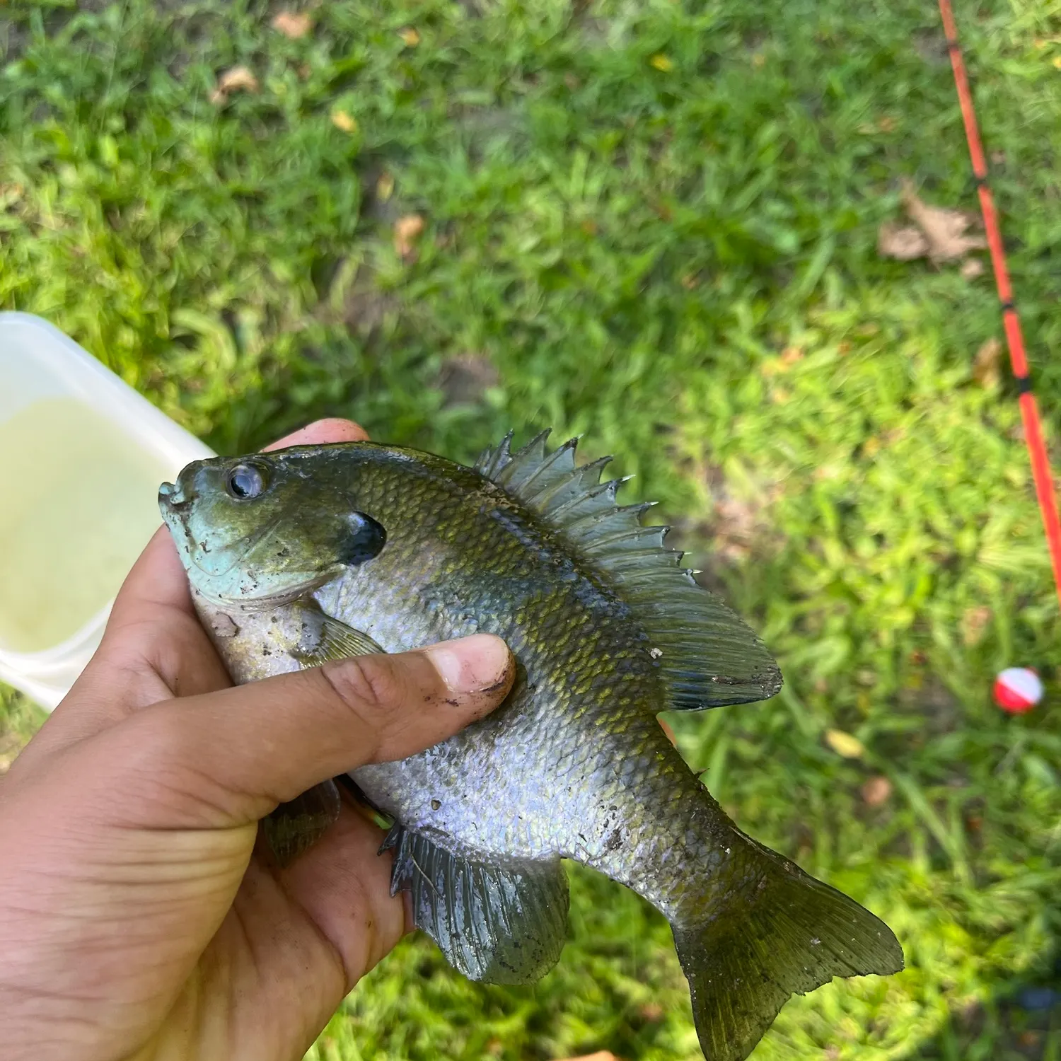 Bluegill caught on Fishbrain