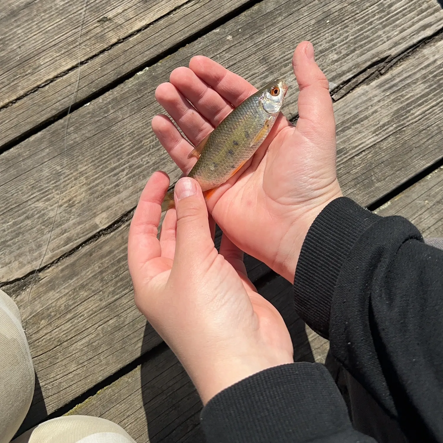 The most recent Common bleak catches on Fishbrain