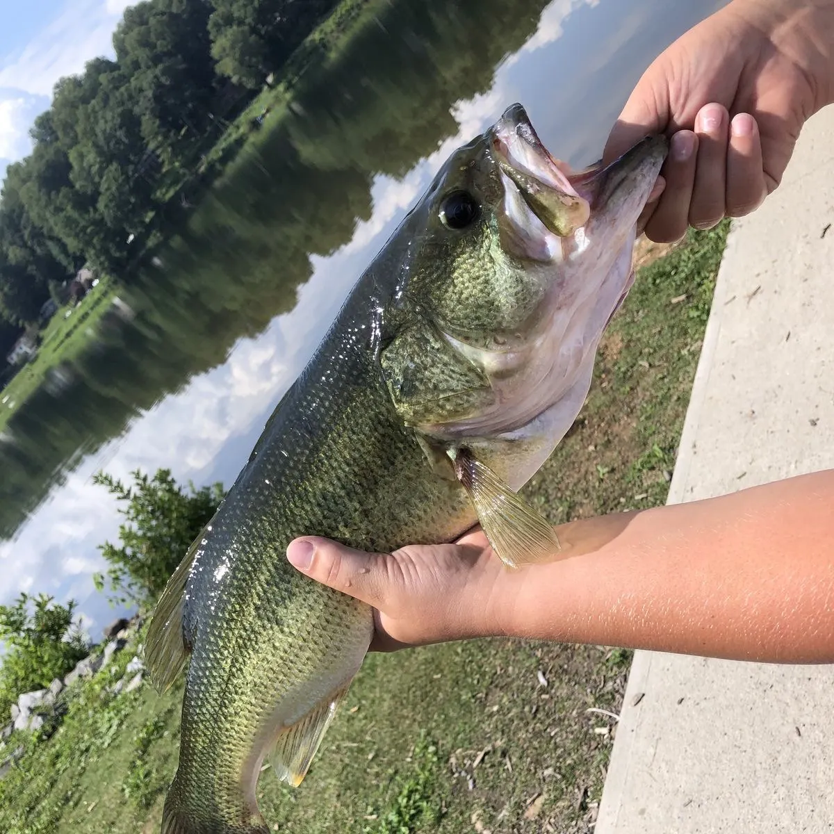 Largemouth bass caught on Fishbrain