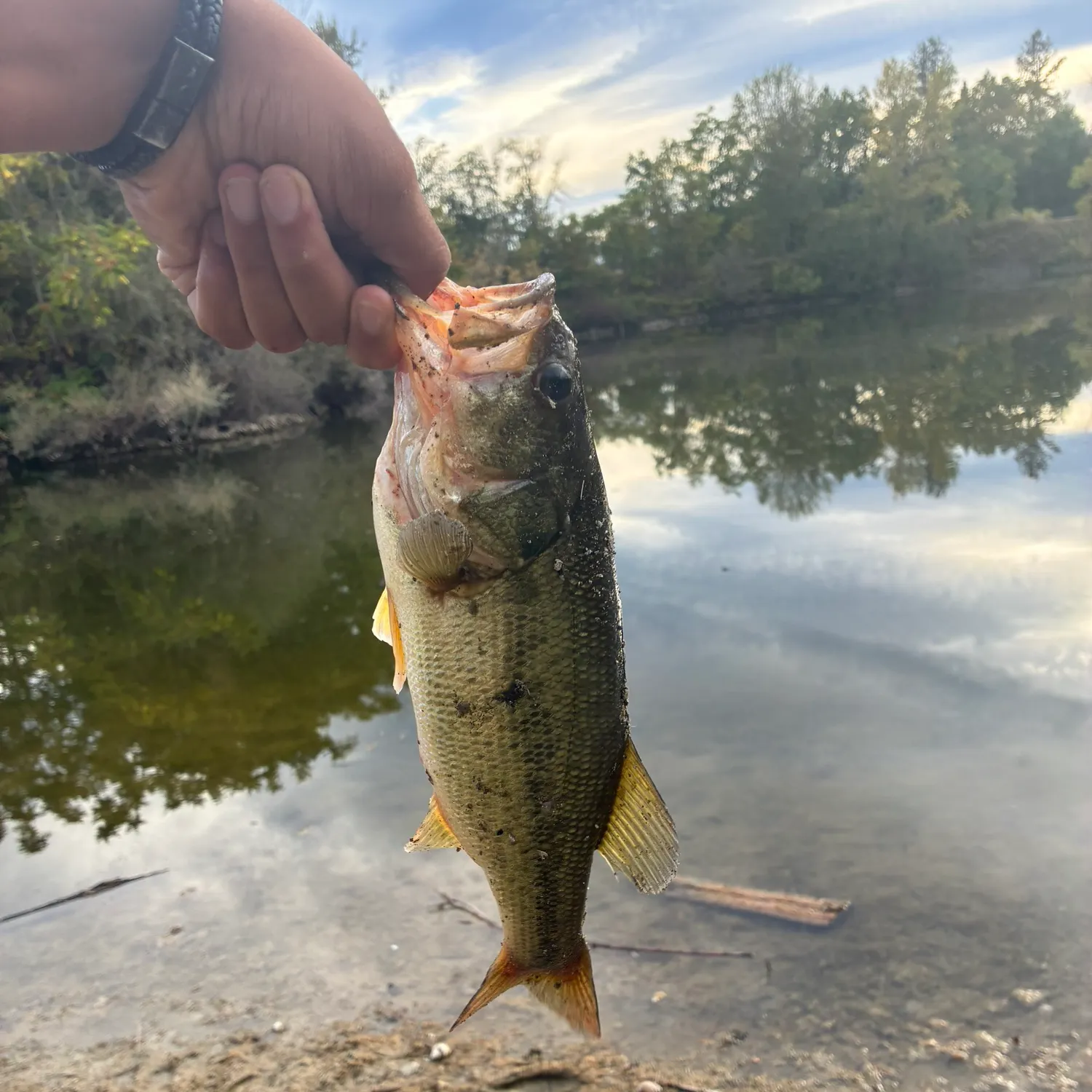 Largemouth bass caught on Fishbrain