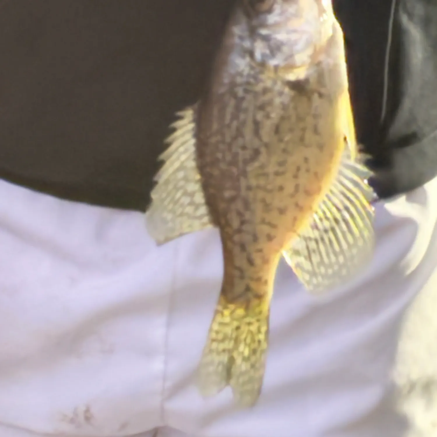 Black crappie caught on Fishbrain